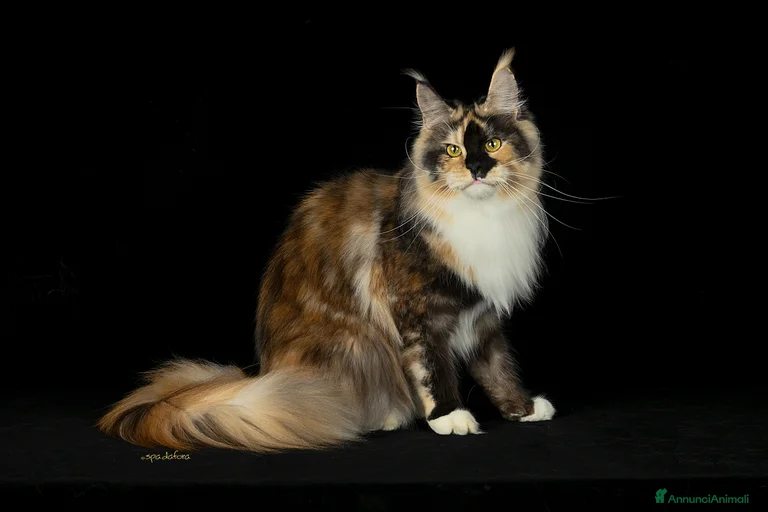 Immagine della galleria {{count}}