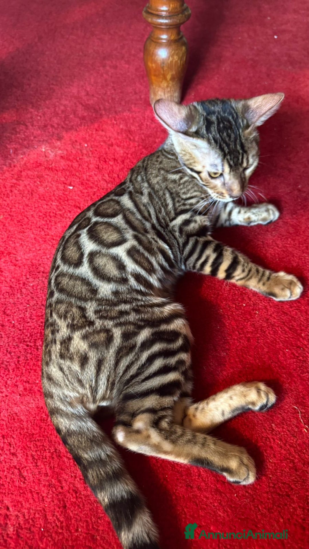 Bengala gatti in vendita: Cuccioli Bengala  a Provincia di Cuneo - Immagine 2