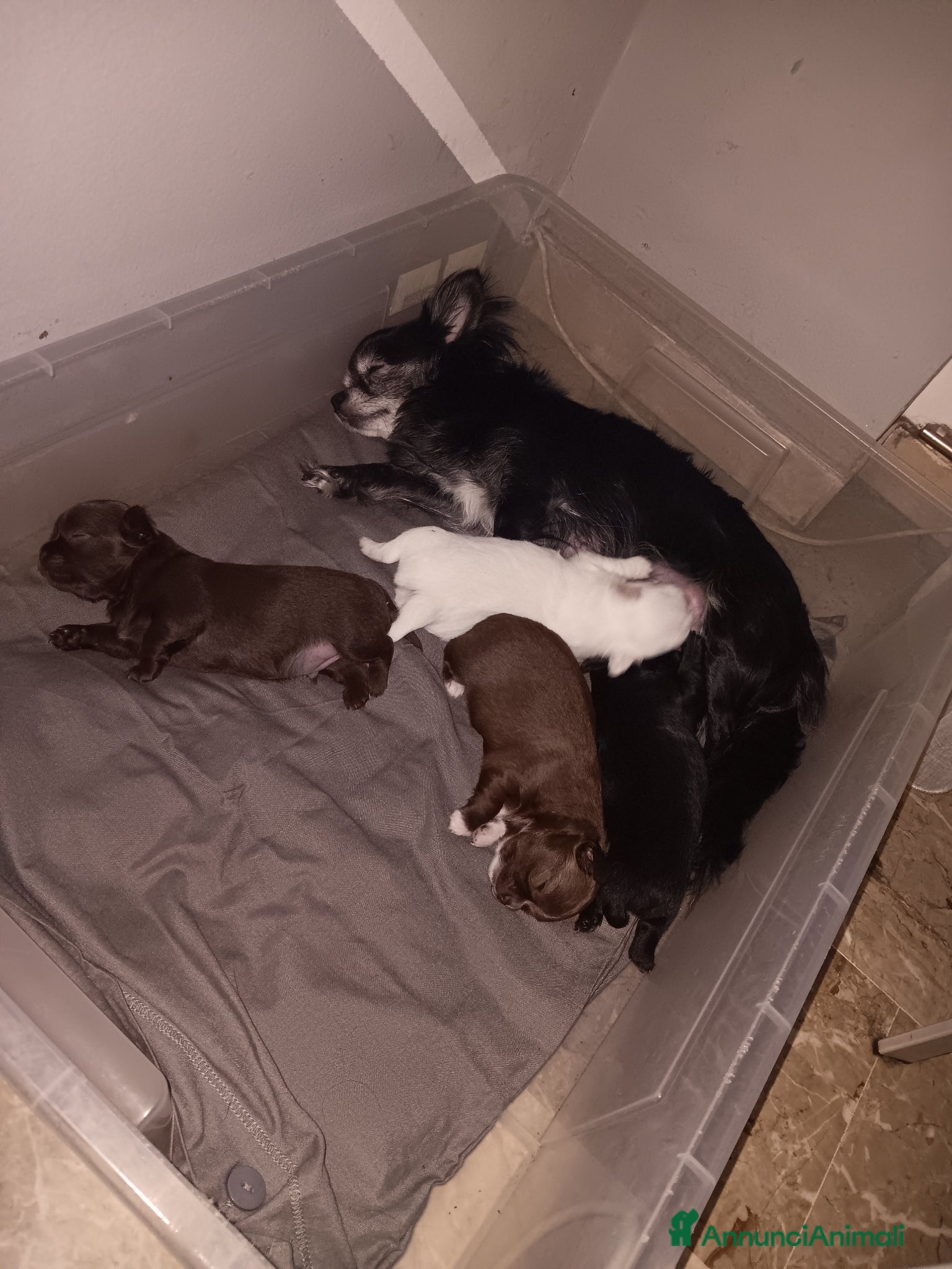 Chihuahua cani Chihuahua  - Annuncio 15