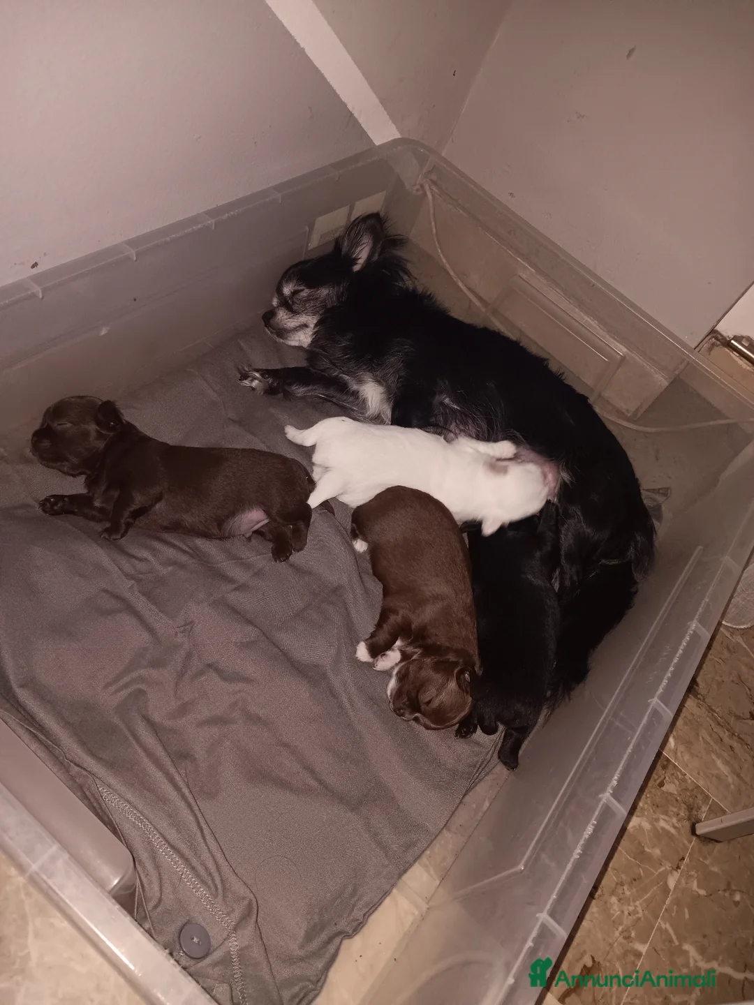 Chihuahua cani in vendita: Chihuahua  a Città Metropolitana di Torino - Annuncio 3