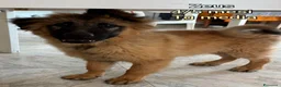 Meticcio cani in regalo: CUCCIOLI ABBANDONATI: URGENTE  a Città Metropolitana di Torino - Annuncio 7