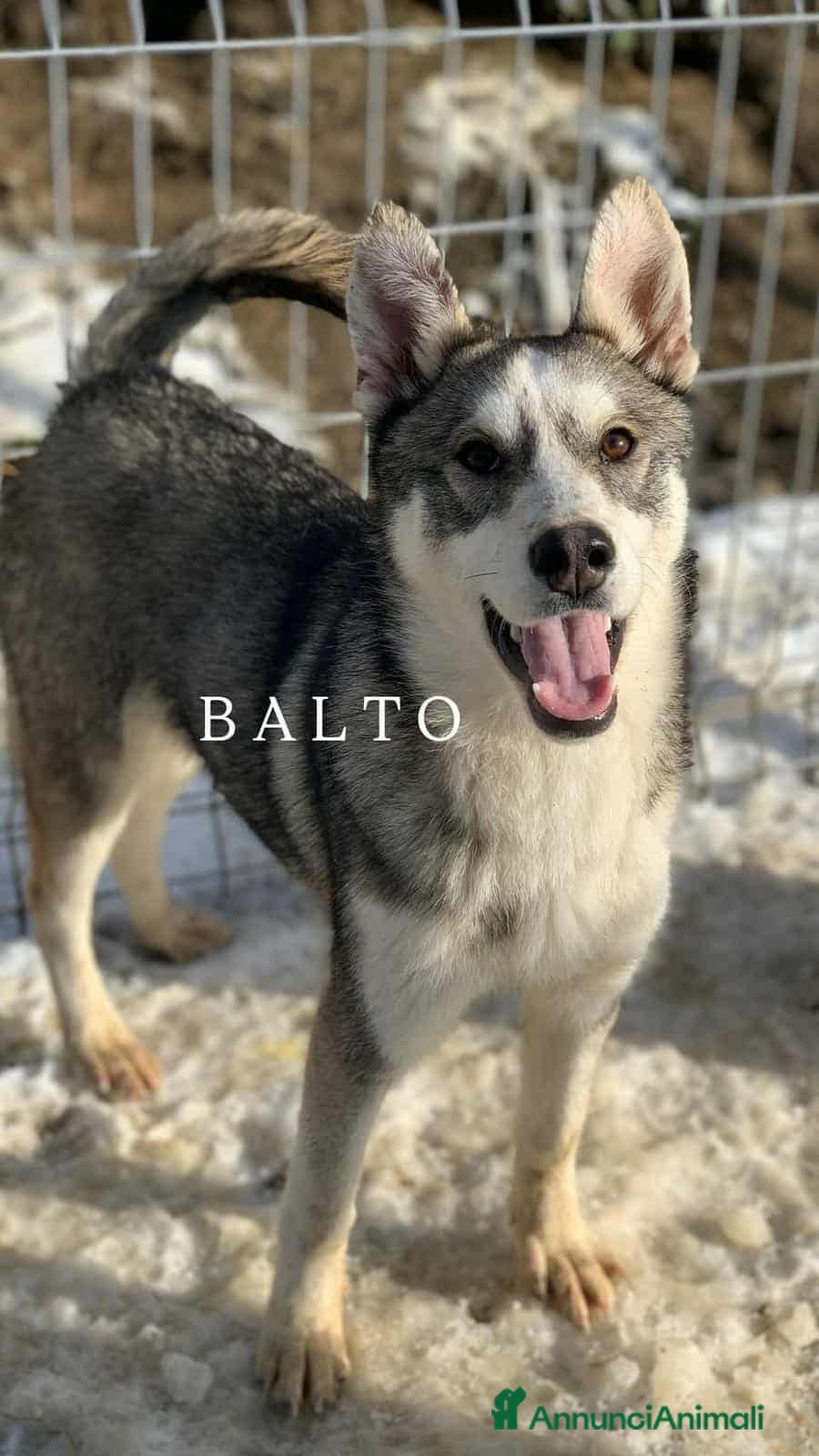 Husky cani BALTO, cucciolone MIX HUSKY simpaticissimo! - Annuncio 6