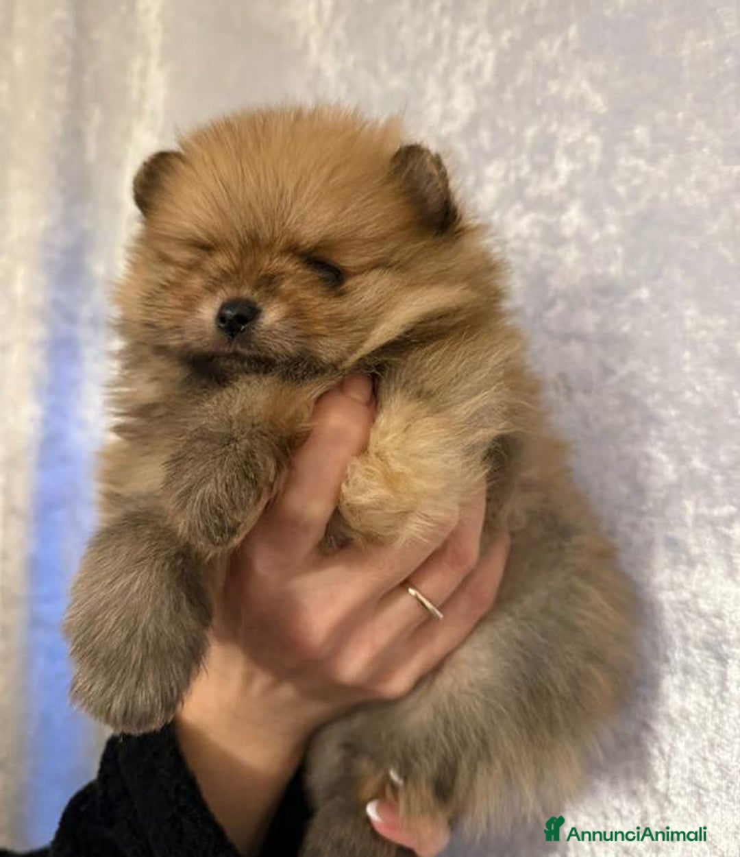 Volpino Pomerania cani in vendita: Bellissimi cuccioli di Pomerania di razza pura  - Annuncio 3