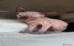 Sphynx gatti in vendita: Gatto spynx maschio a Città metropolitana di Milano - Immagine 4
