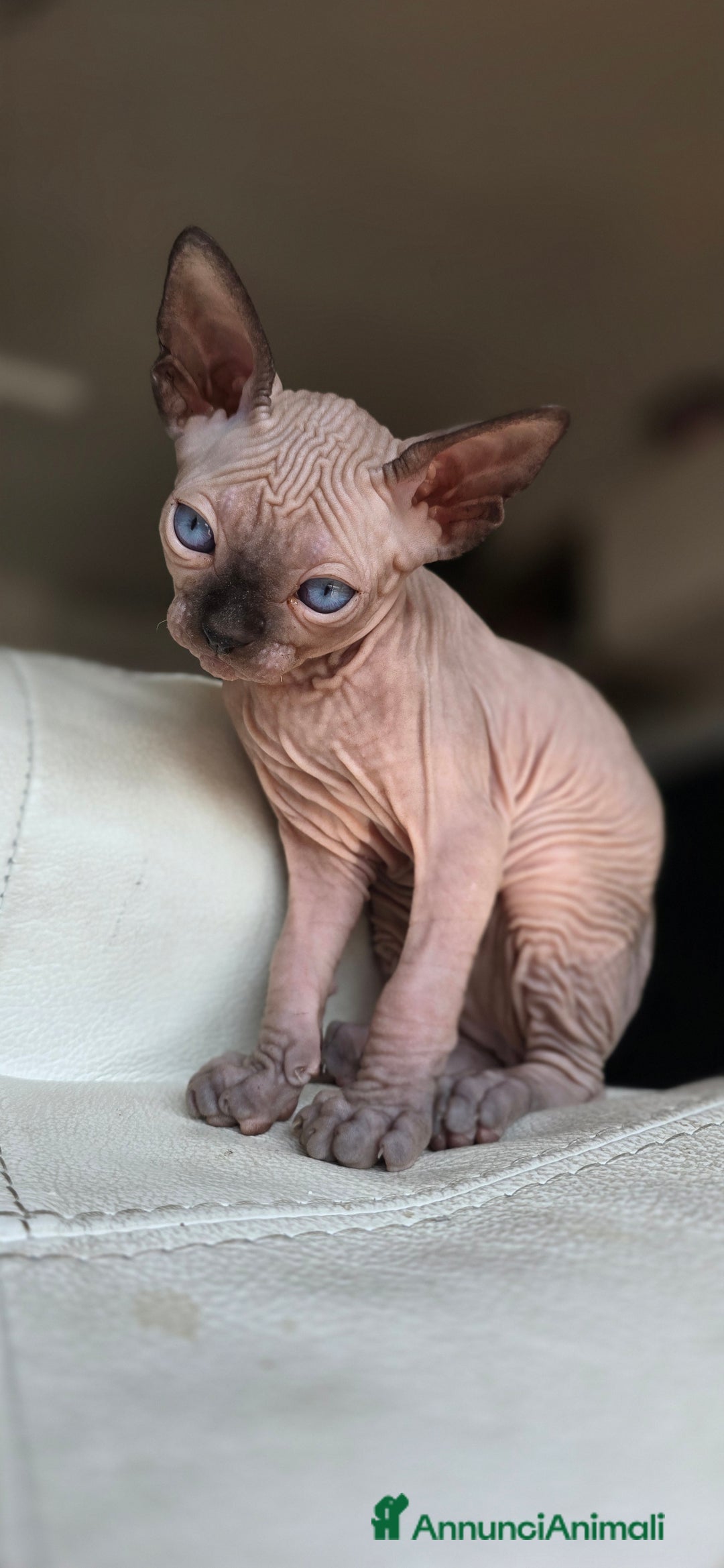 Sphynx gatti in vendita: Gatto spynx maschio a Città metropolitana di Milano - Immagine 4