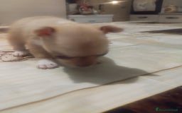 Chihuahua cani in vendita: Vendo cuccioli  a Città metropolitana di Catania - Immagine 2