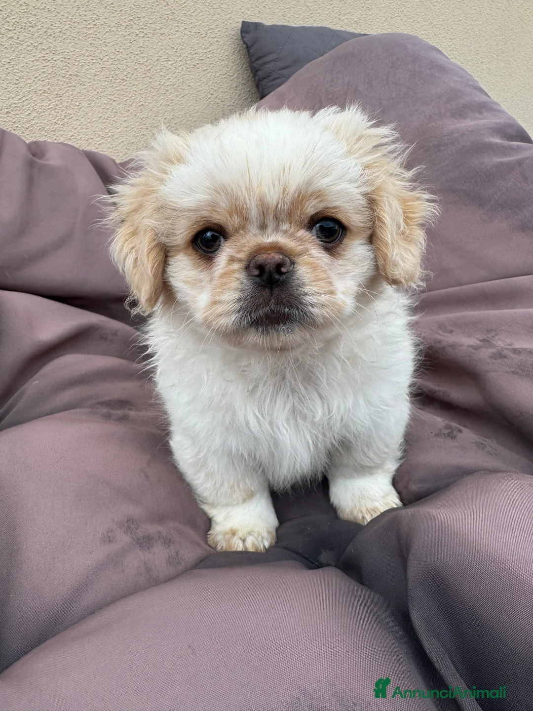 Pechinese cani in vendita: Cuccioli pechinese  - Annuncio 6