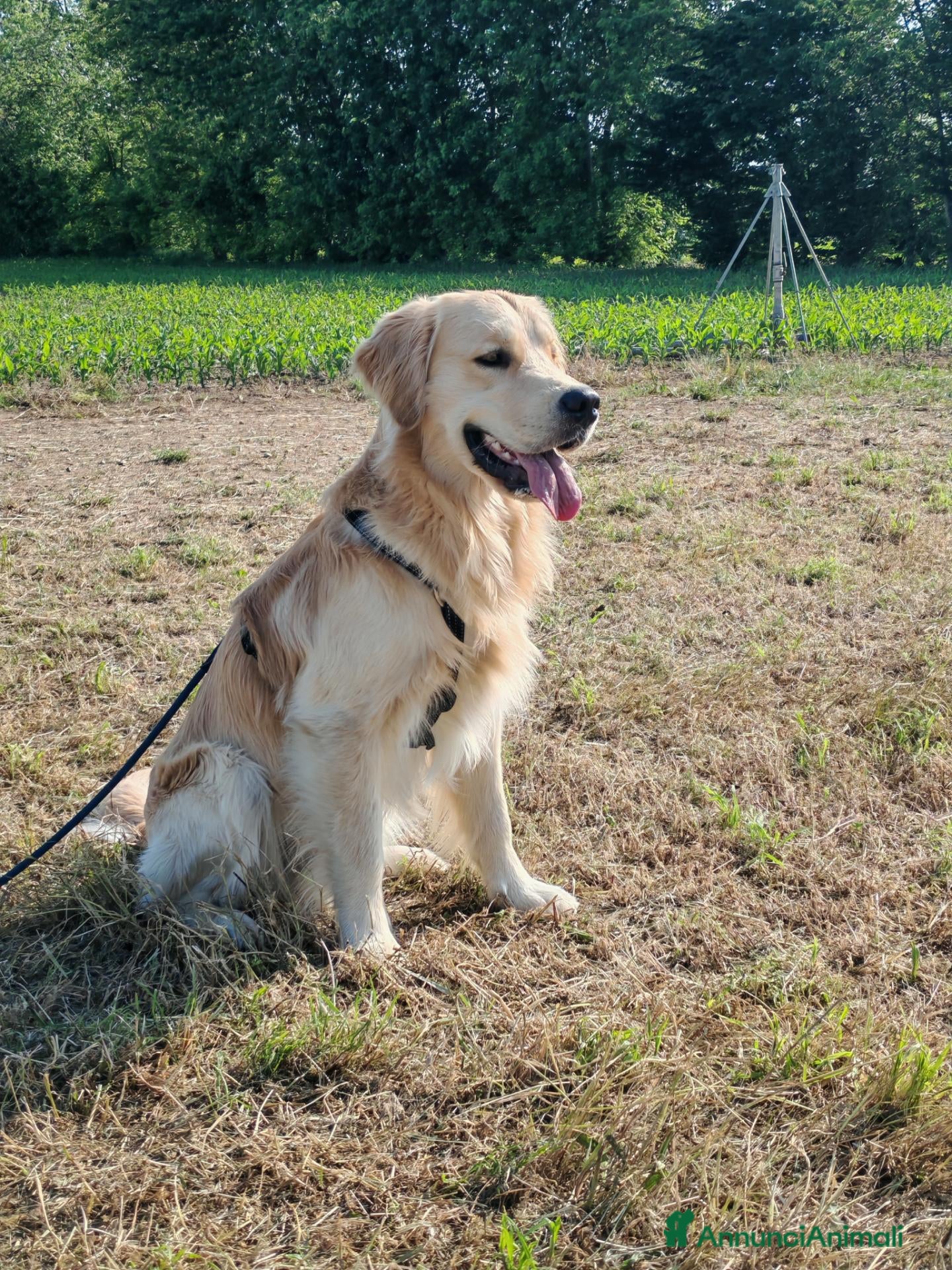 Golden Retriever cani Golden retriever da monta - Annuncio 21