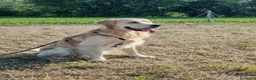 Golden Retriever cani per accoppiamento: Golden retriever da monta - Annuncio 1