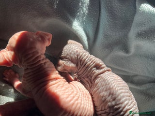 Sphynx gatti Sphynx a Città metropolitana di Roma Capitale - Annuncio 22