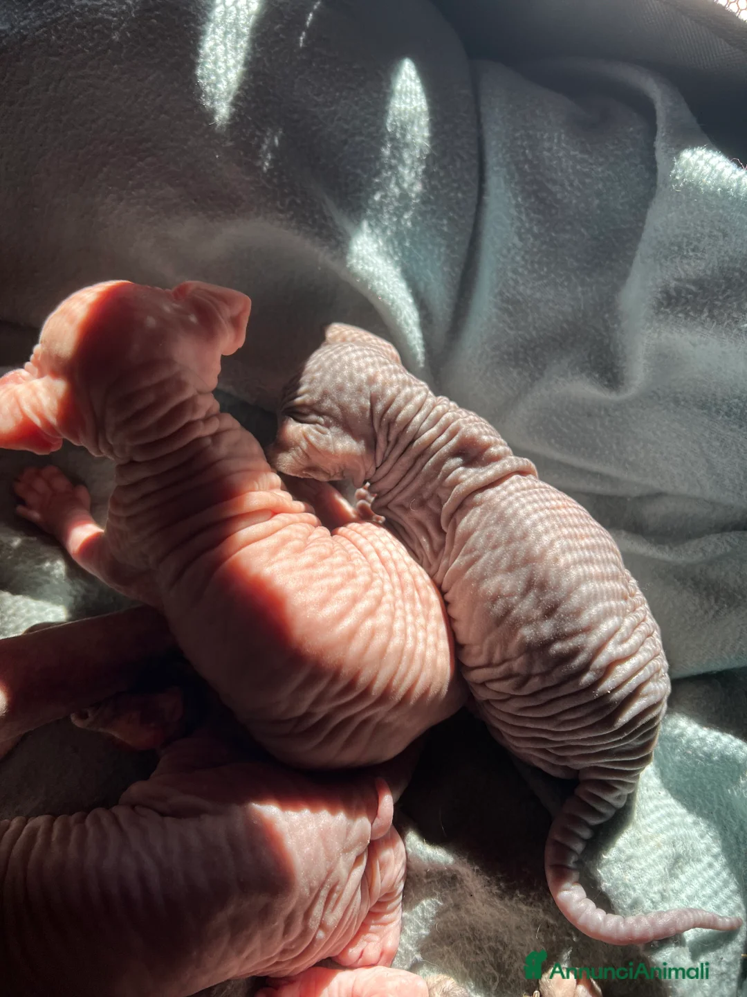 Sphynx gatti in vendita: Sphynx  a Città metropolitana di Roma Capitale - Annuncio 1