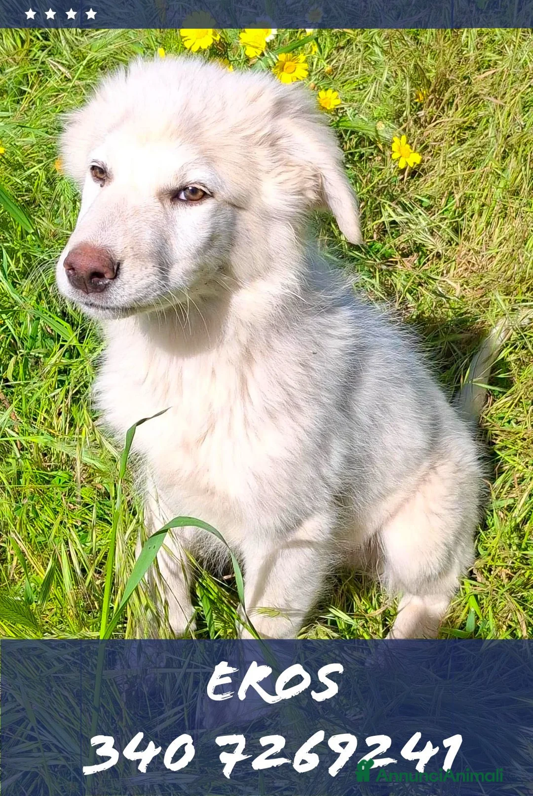 Meticcio cani in regalo: EROS 💙 una nuvola bianca. Con quattro zampe. a Città Metropolitana di Torino - Annuncio 1