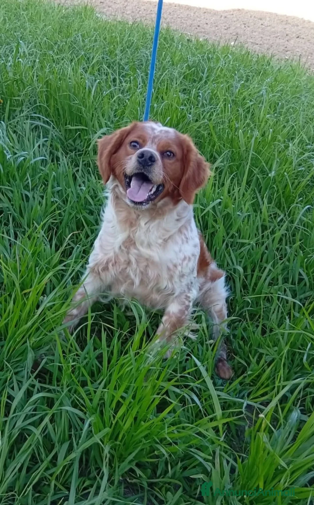 Breton cani in regalo: ADOZ.💔URGENTE!: vive nel fango di un box! - Annuncio 3