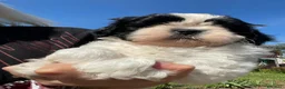 Shih Tzu cani in vendita: Cuccioli di Shi-tzu - Annuncio 35