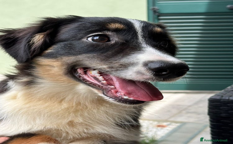 Australian Shepherd cani a Provincia di Cuneo - Annuncio 10
