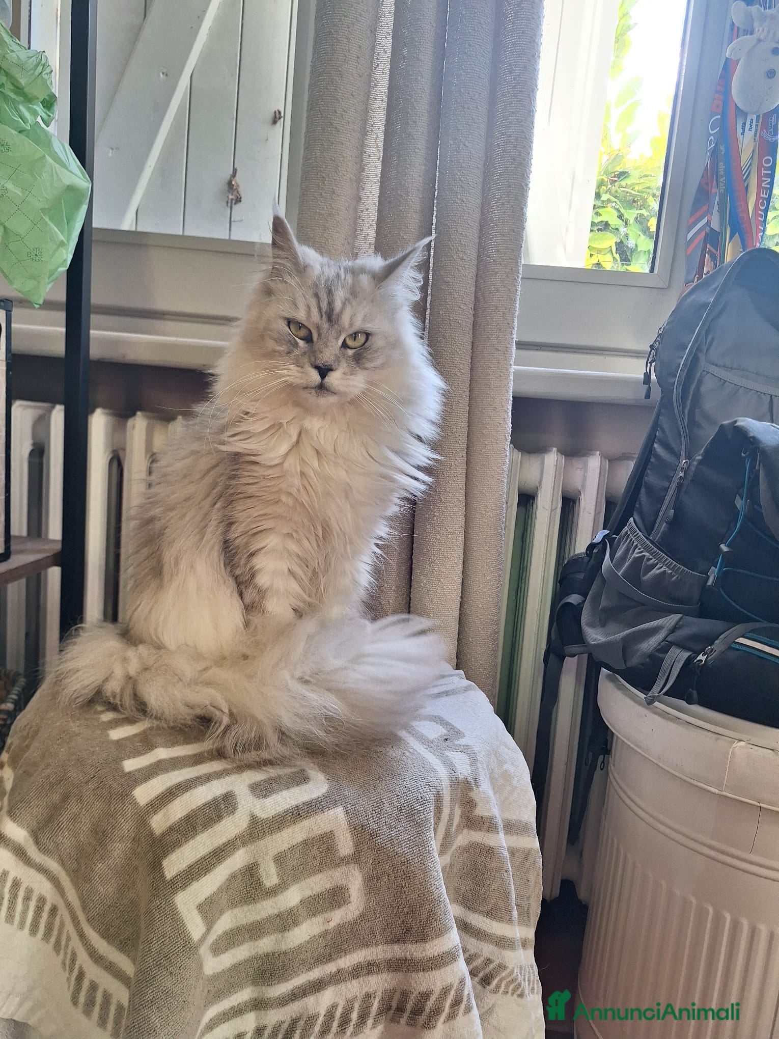 Maine Coon gatti cuccioli maine coon - Annuncio 2