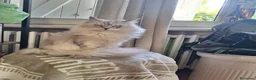 Maine Coon gatti in vendita: cuccioli maine coon a Città Metropolitana di Torino - Annuncio 2