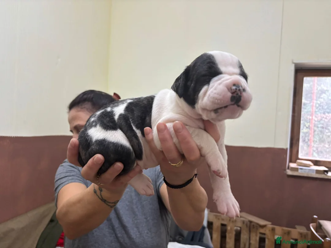 American Bully cani in vendita: BULLDOG AMERICANI - Annuncio 4