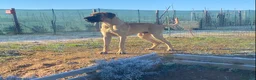 Alano cani in vendita: Alano cuccioli  - Annuncio 5