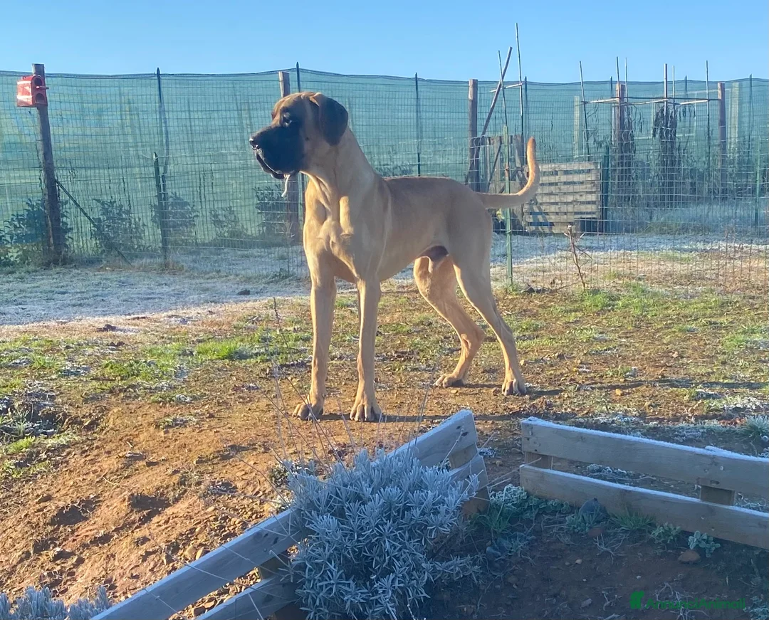 Alano cani in vendita: Alano cuccioli  - Annuncio 5