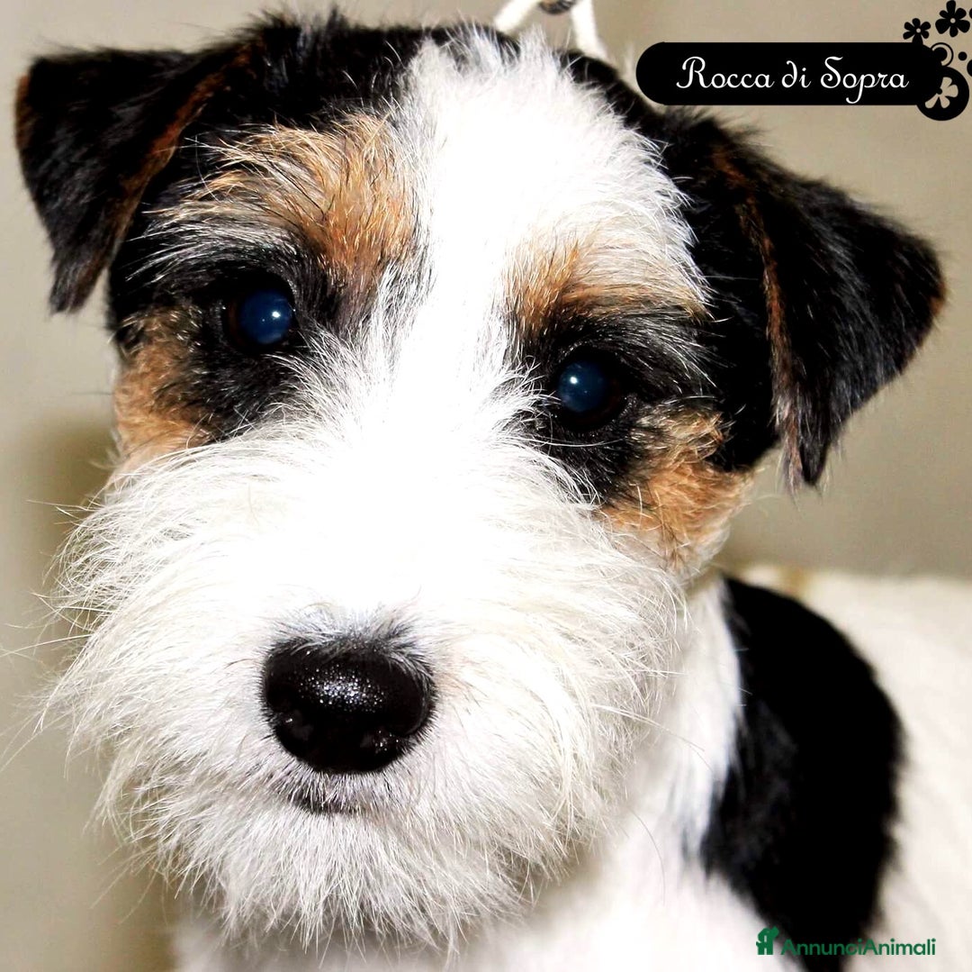 Immagine della galleria {{count}}