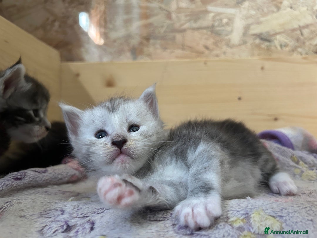 Maine Coon gatti in vendita: Maine Coon cuccioli pedigree ANFI a Provincia di Modena - Immagine 9