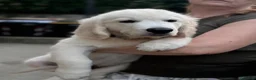 Golden Retriever cani in vendita: Disponibili cuccioli maschi di Golden Retriever  - Annuncio 6
