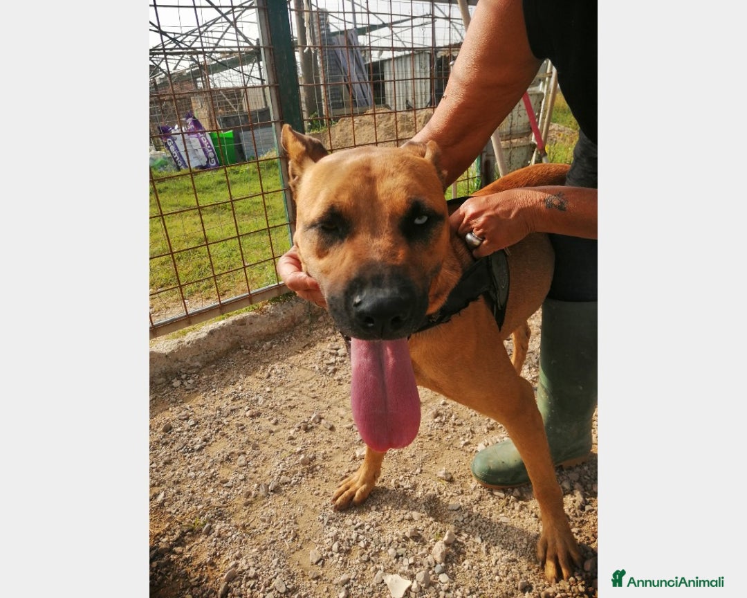 Pitbull cani in regalo: Simil Pitbull femmina 2nni 1occhio azzurro.SALERNO a Milano - Annuncio 4