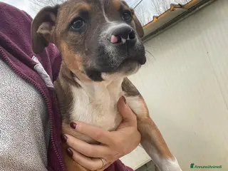 Pitbull cani CHOCO ASPETTA TE - Annuncio 25