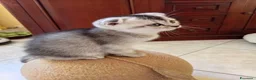 Scottish gatti in vendita: Disponibili Cuccioli Scottish - Annuncio 12