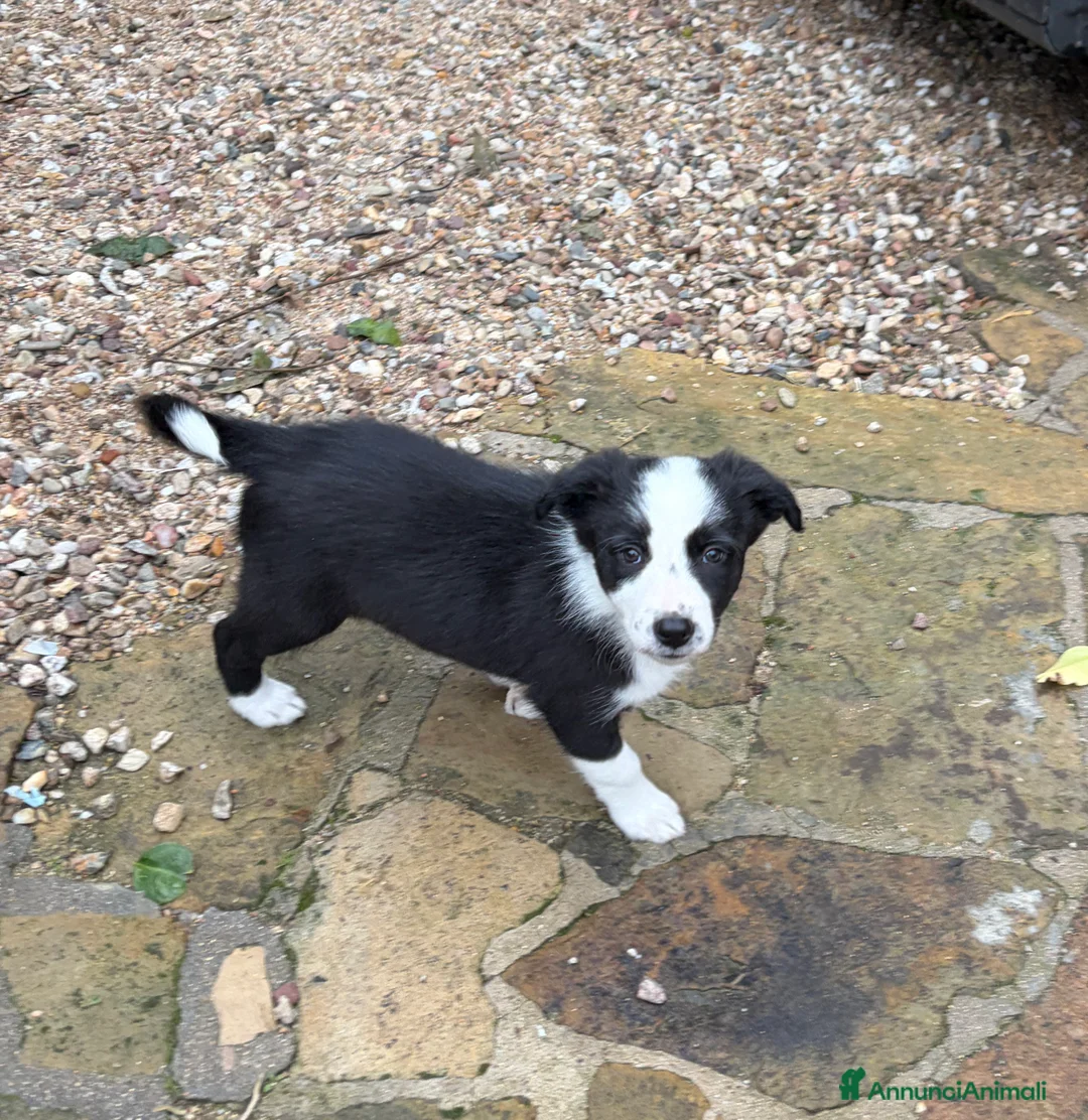 Border Collie cani in vendita: Cuccioli border collie  - Annuncio 6