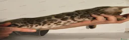 Bengala gatti in vendita: Gattini Bengala con Pedigree  - Annuncio 11