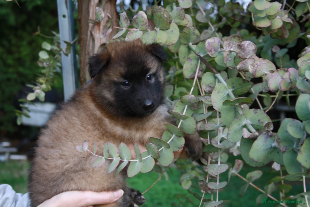 Pastore Belga cani in vendita: Pastore belga tervueren  - Annuncio 1