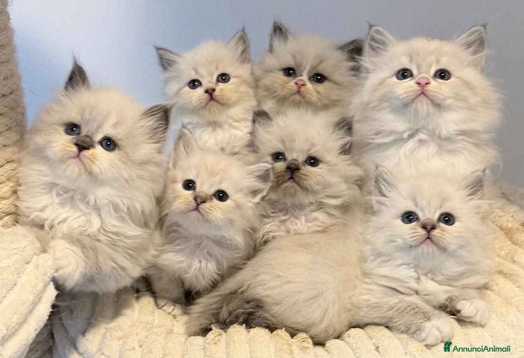 Siberiano gatti in vendita: Gatto siberiano  - Annuncio 4