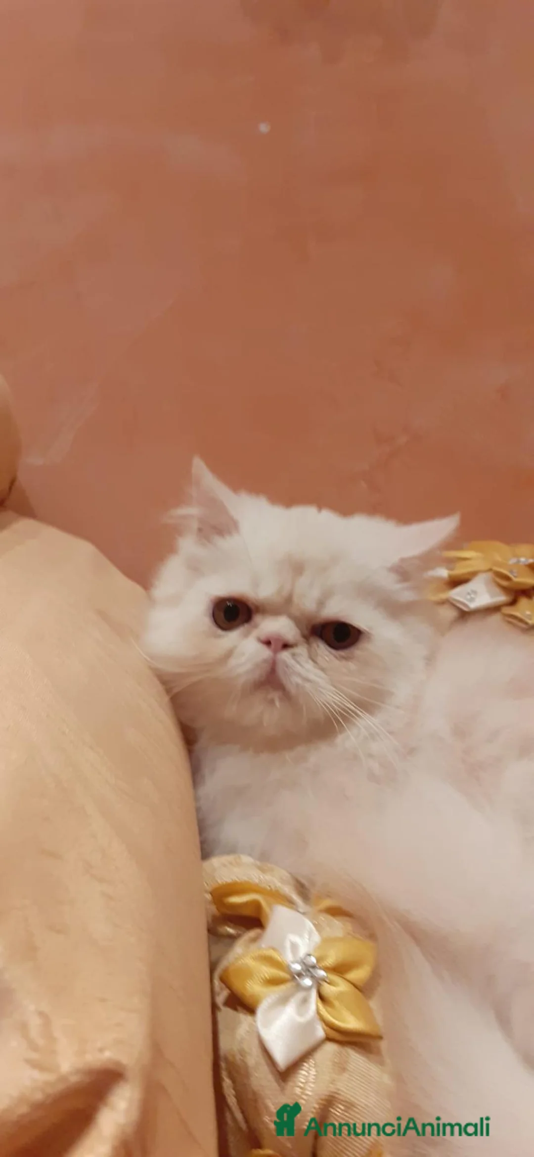 Persiano gatti in vendita: Gattino persiano ipertipico  - Annuncio 5