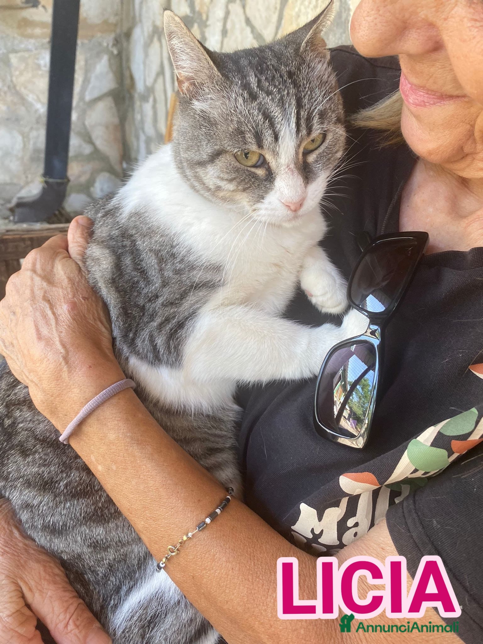 Europeo gatti LICIA, tenera micia in adozione! - Annuncio 41