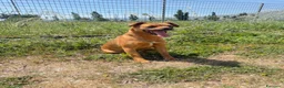 Meticcio cani in regalo: Maya  a Provincia di Verona - Annuncio 3