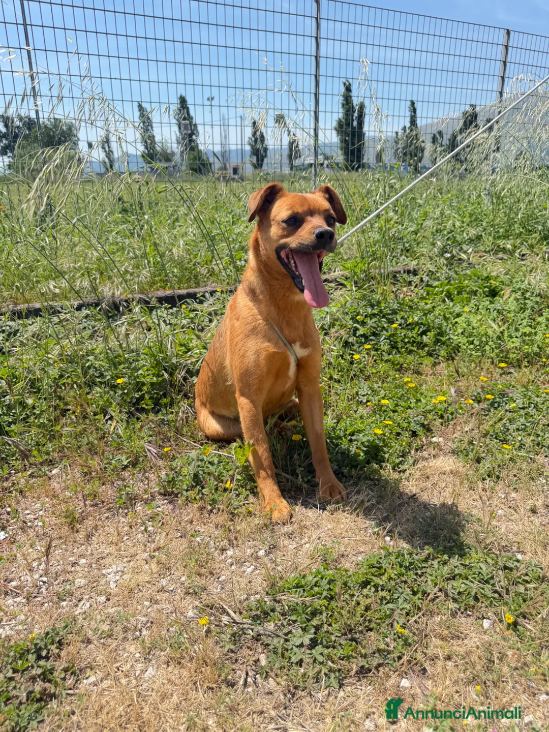 Meticcio cani in regalo: Maya  a Provincia di Verona - Annuncio 3