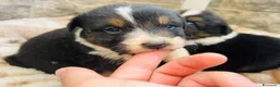 Australian Shepherd cani in vendita: Cuccioli pastore australiano  - Annuncio 6