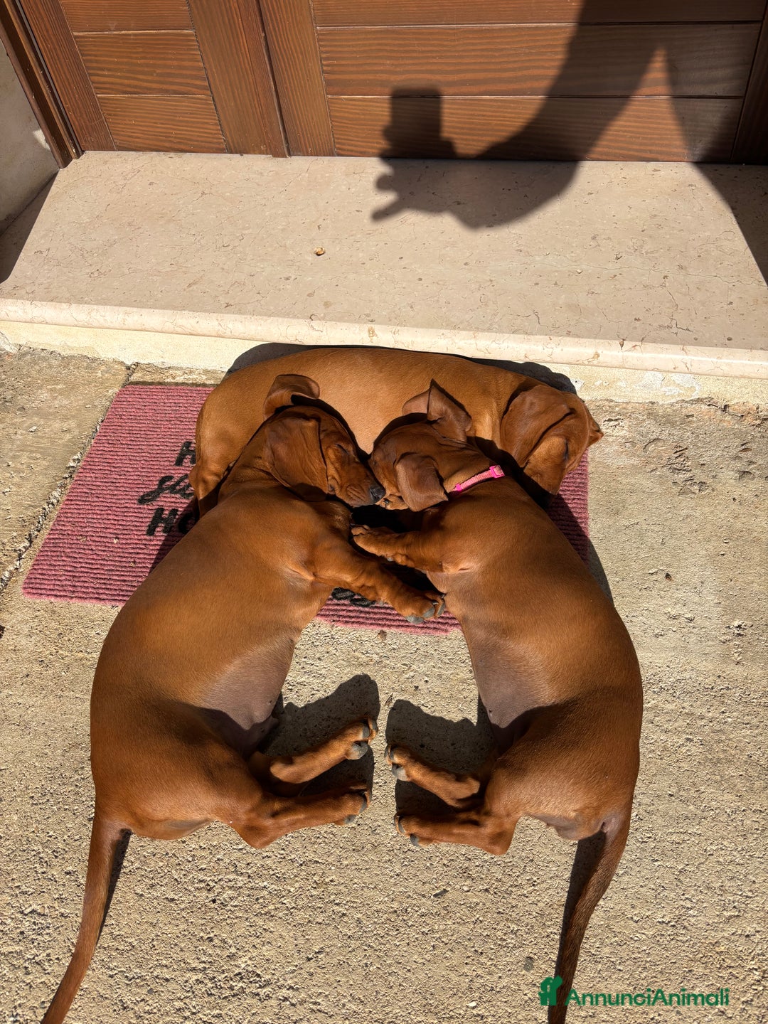 Bassotto cani in vendita: Cuccioli bassotto tedesco standard pelo corto - Annuncio 5
