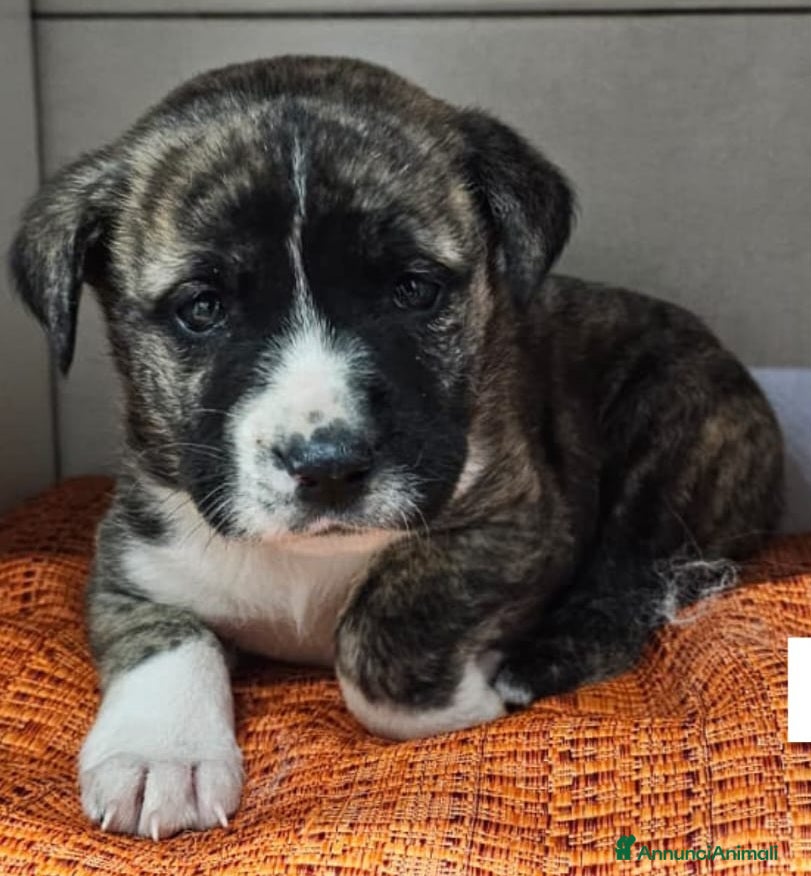 Meticcio cani Cucciolo 2mesi mollato in un certo.SOS SICILIA - Annuncio 4