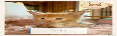 Perseo - Maine Coon - Il Sogno Di Lola