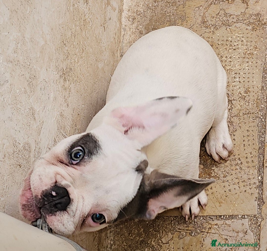 Bulldog Francese cani in vendita: Straordinario  cucciolo di bulldogue Feancese! - Annuncio 5
