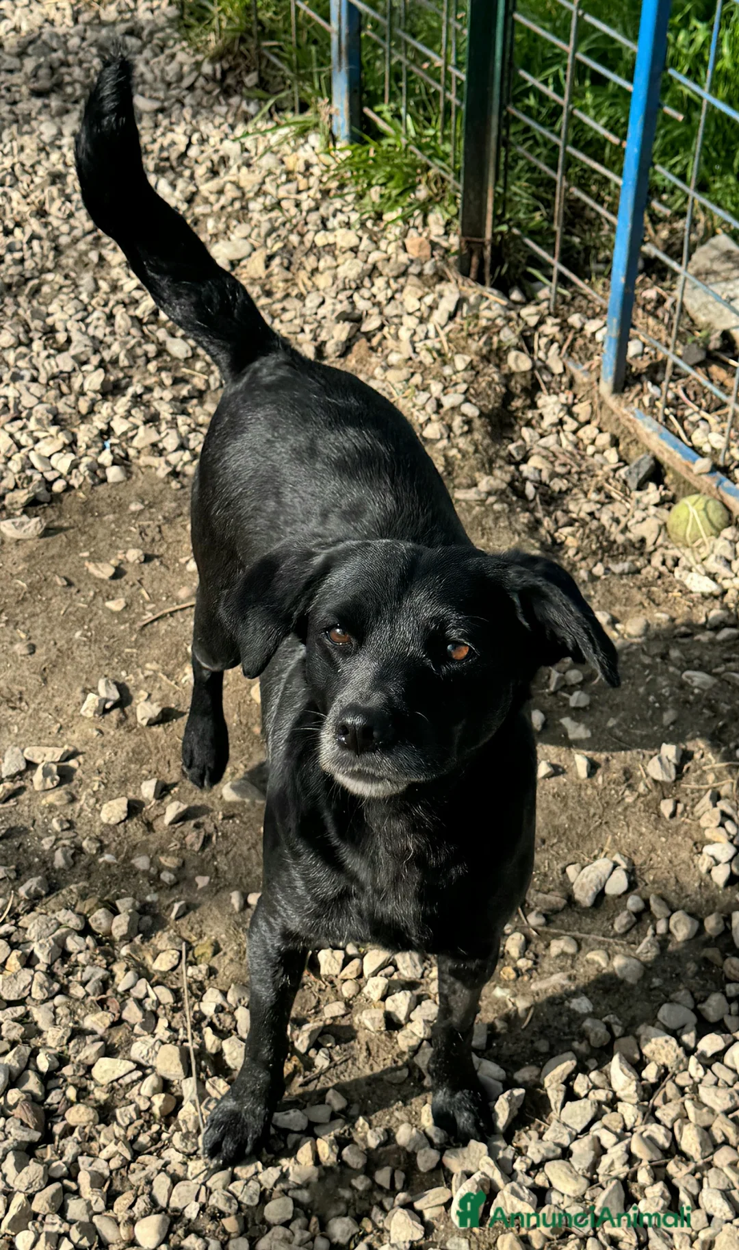 Meticcio cani in regalo: Monica 3 anni Taglia piccola  - Annuncio 3