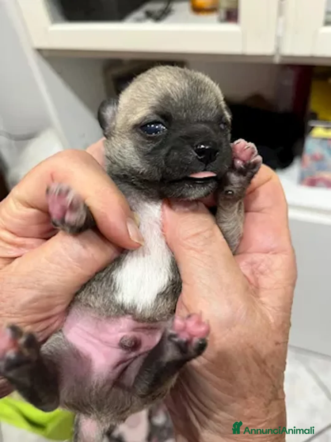 Chihuahua cani in vendita: Chihuahua - Annuncio 4