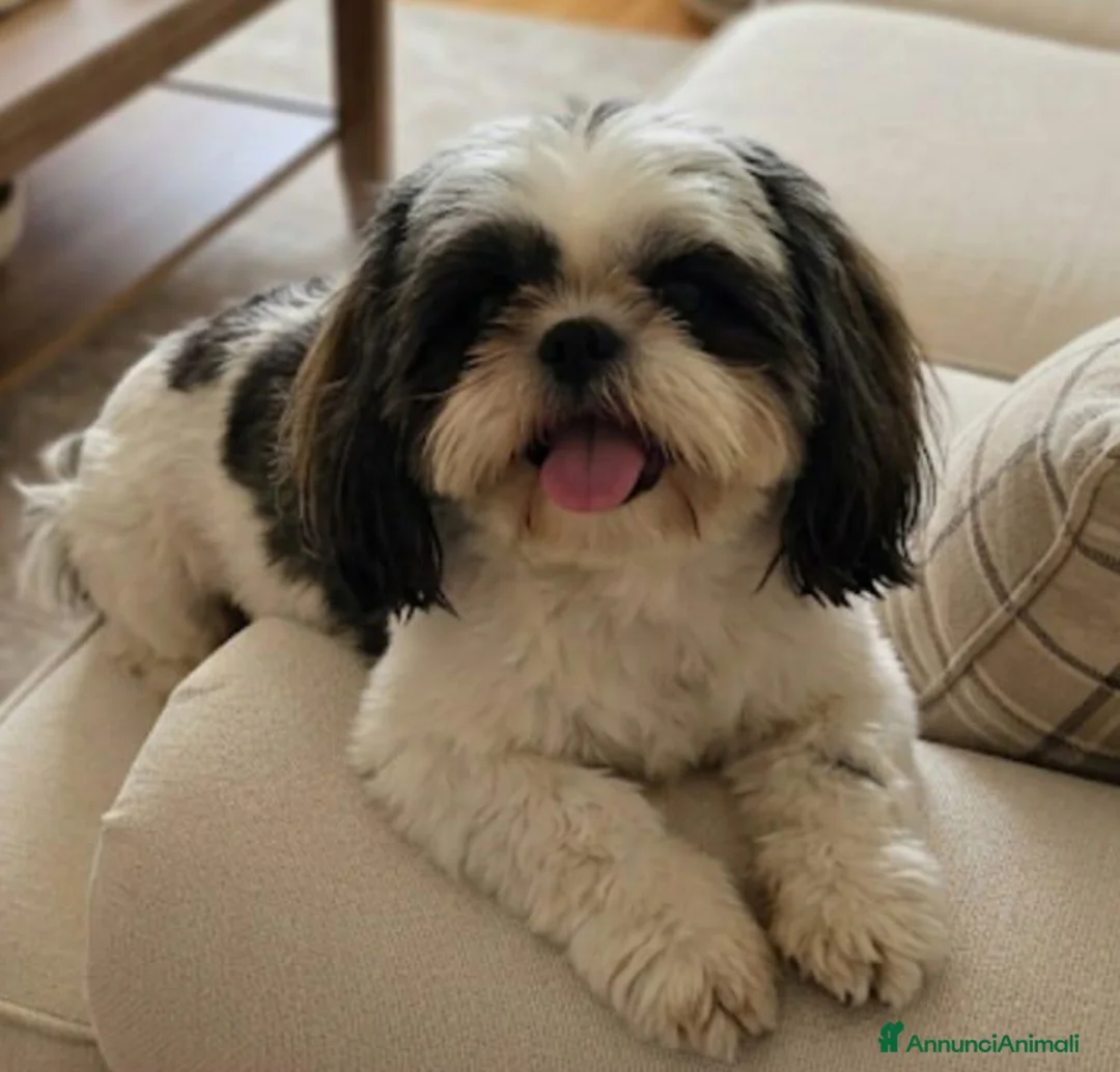 Shihpoo cani in vendita: Shihpoo - Annuncio 6