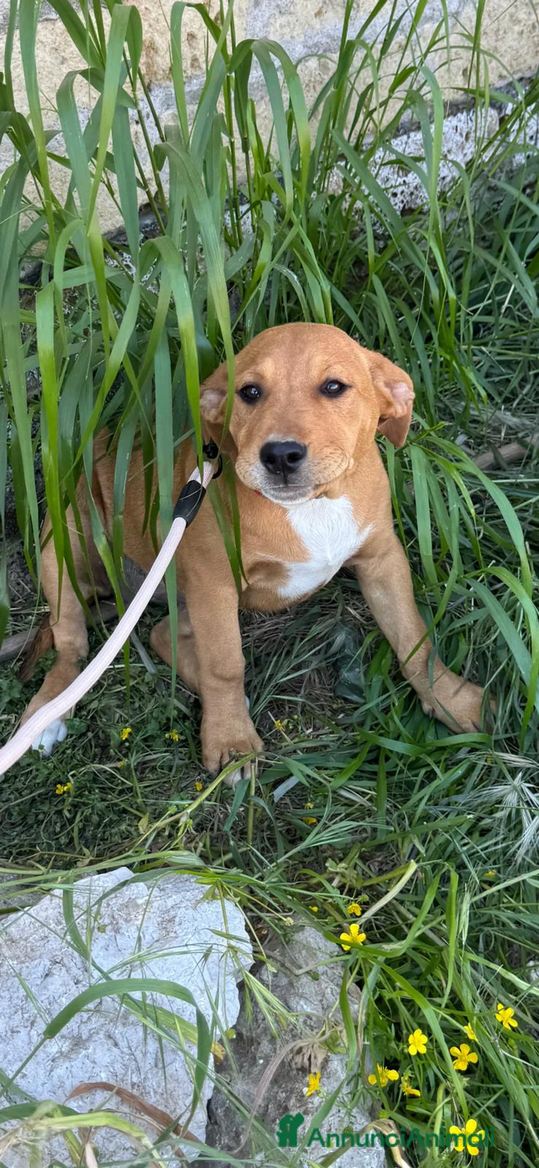 Meticcio cani in regalo: Dora, incrocio pitt/pastore! (5mesi) - Annuncio 4