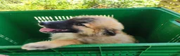 Meticcio cani in regalo: 3 pastorini sui 3mesi recuperati SOS CAGLIARI  - Annuncio 3