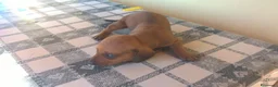 Bassotto cani in vendita: Cuccioli di bassotto pronti subito a Provincia di Cosenza - Annuncio 6