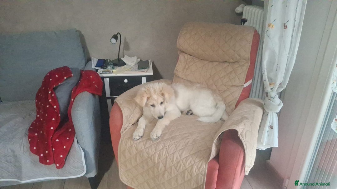 Meticcio cani in regalo:  Regalo bellissimo cucciolo maschio 4 mesi    - Annuncio 1